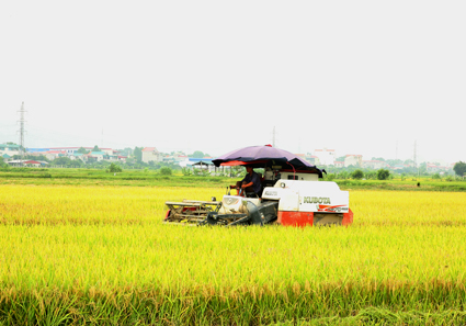 VIDEO: Hoàn thành thu hoạch lúa Đông xuân chuẩn bị sản xuất vụ mùa